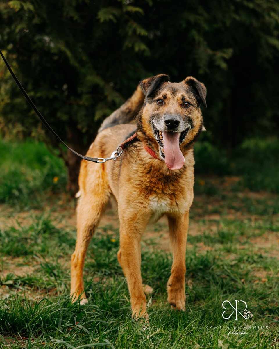 Loganek bardzo źle znosi schronisko, do pilnej adopcji!