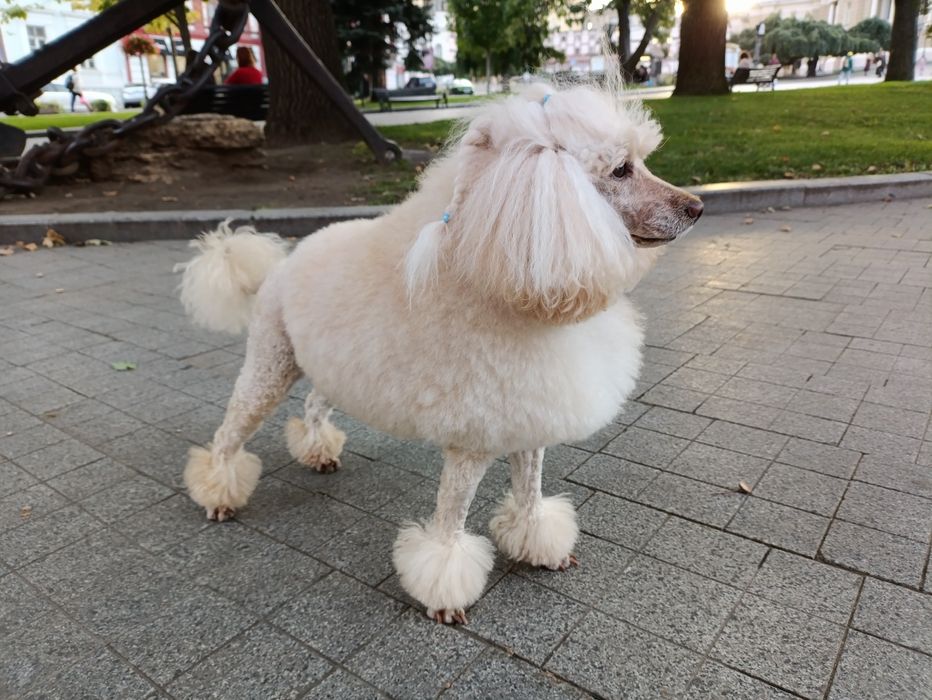 Вязка Малый пудель      Michelangelo   за Алиментного щенка договорная