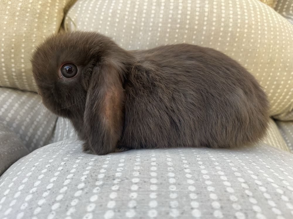 Mini lop samiczka