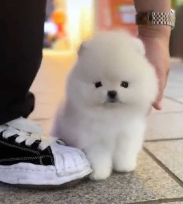 !!! Mini miś pomeranian