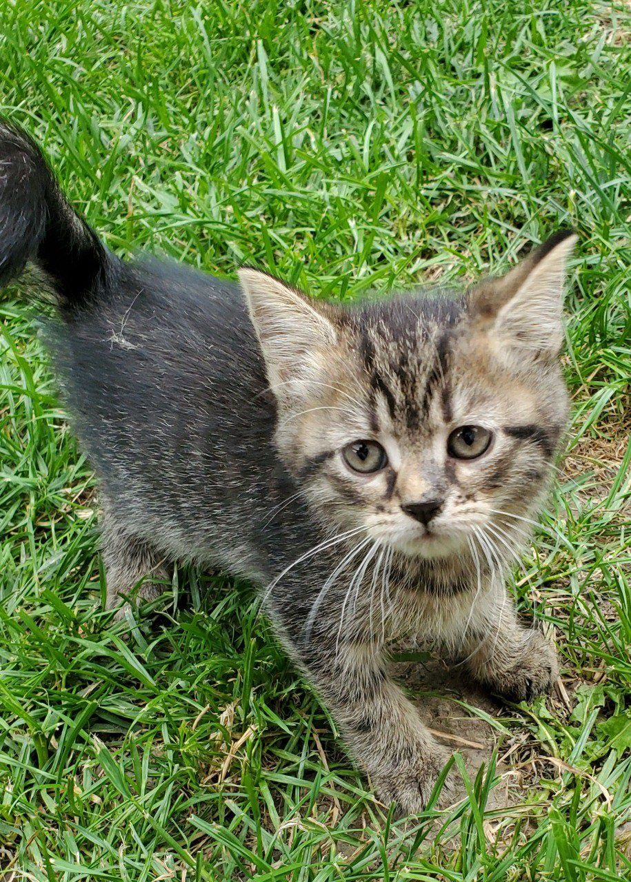 Віддам у хороші руки кошенят