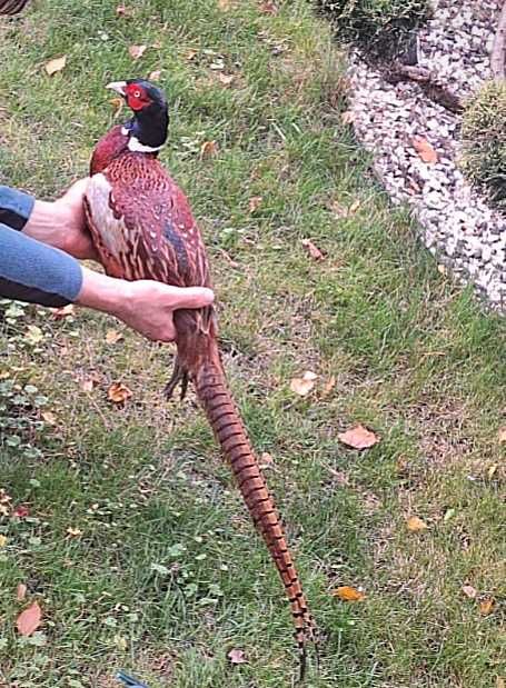 Bażanty łowne tegoroczne