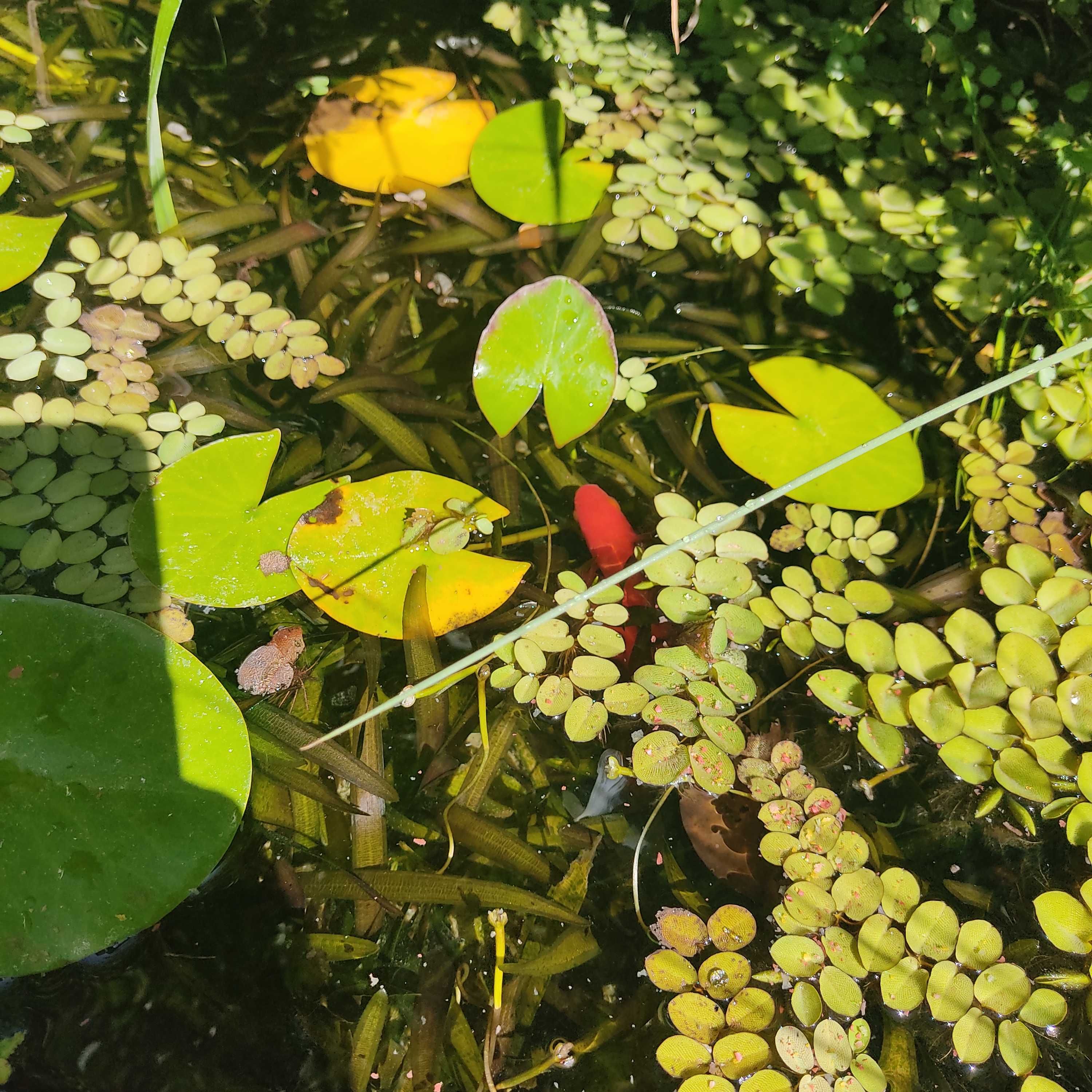 Vendo plantas para lago