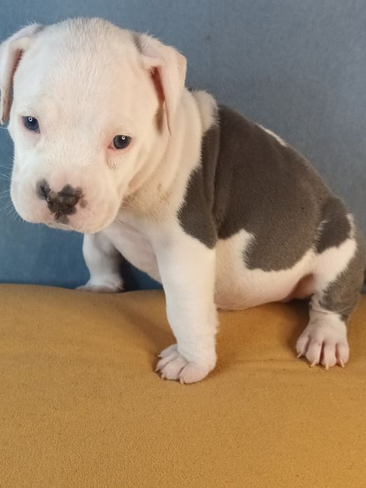Cudo Biało Głowy Blue Amstaff