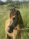 Cavalo baio inteiro