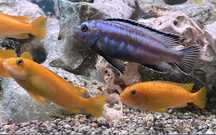 Ciclideos Pseudotropheus Johannii adultos (trios)