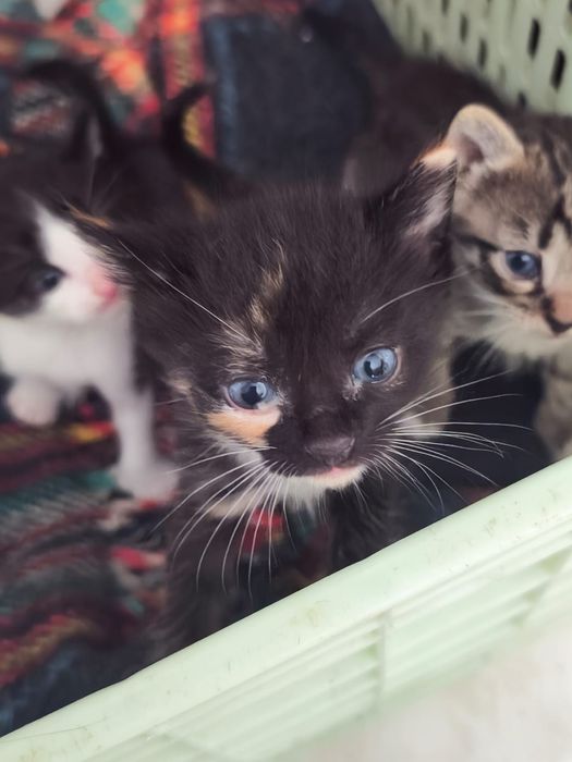 Adoção responsável de gatinhos