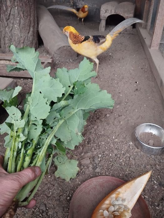 Bażanty bananowe 2024, 2025 (150 zł)