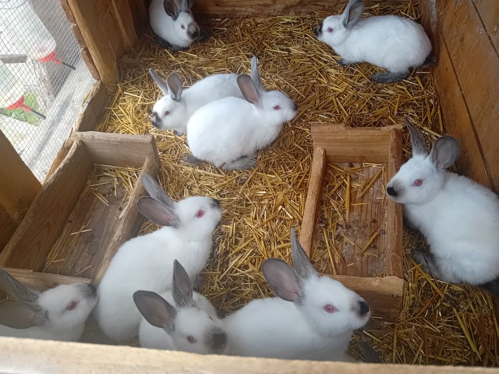 Sprzedam króliki kalifornijskie