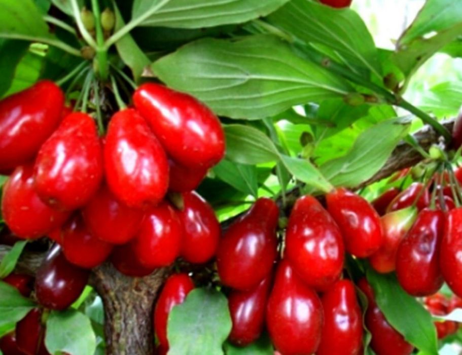 Лимонник Лохина Ківі Клубника Гумі Кізіл Груша Яблуня Магнолія Сакура