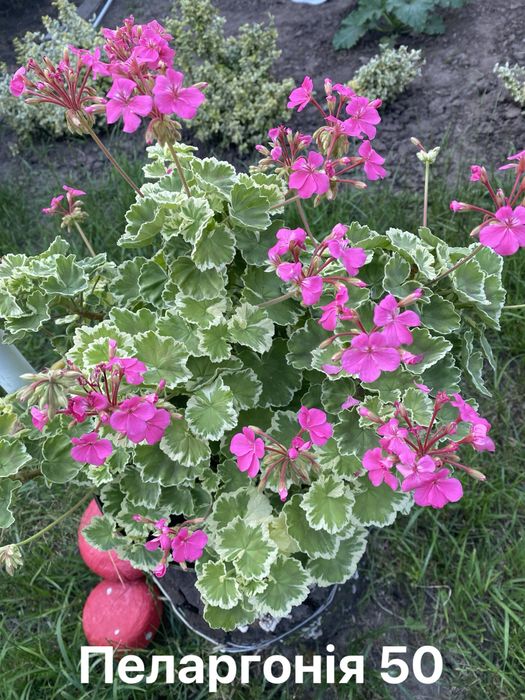 Пеларгонія плющелиста та зональна варієгатна