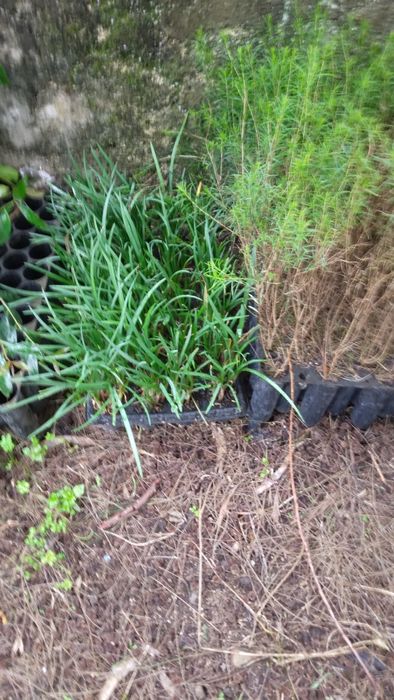 Plantas para sebes e outras