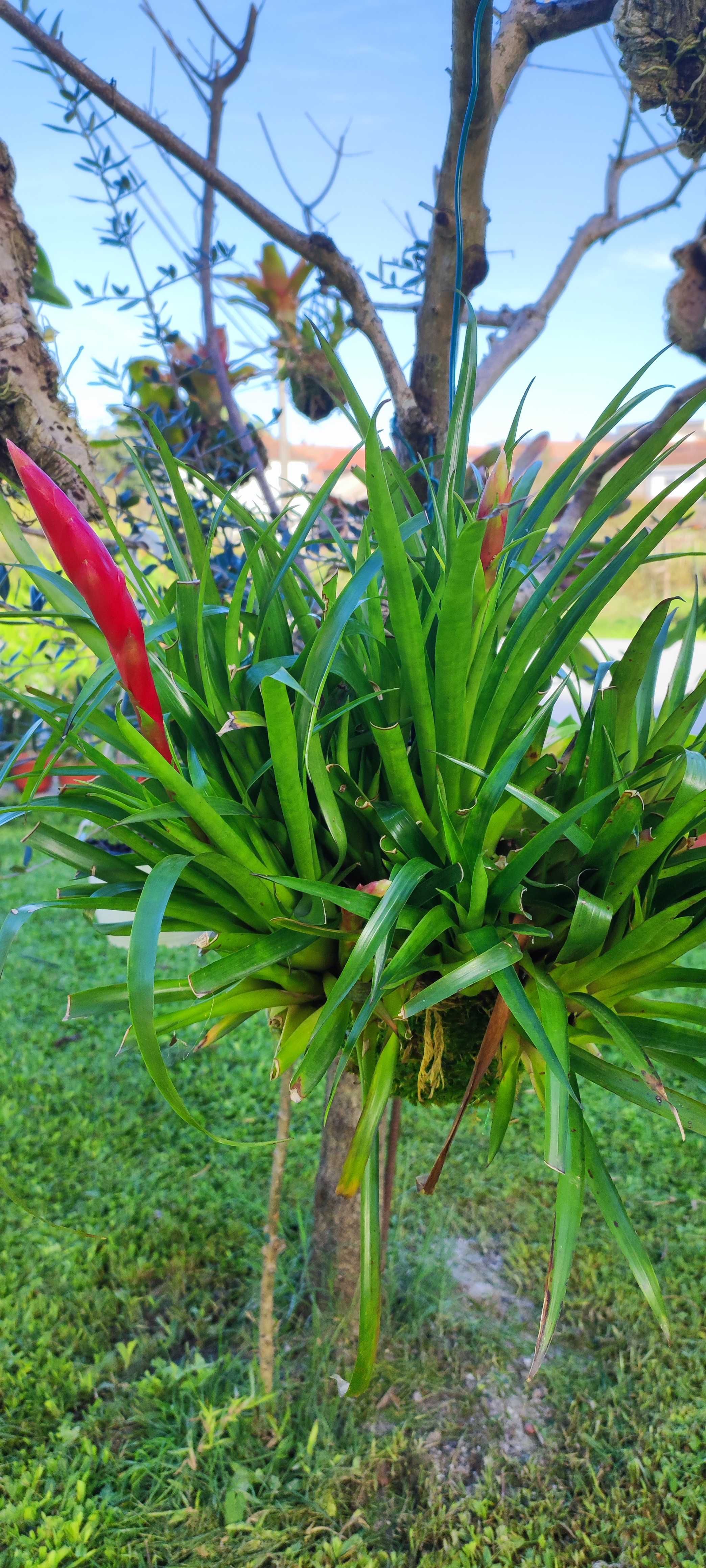 Kokedama com flor vermelha