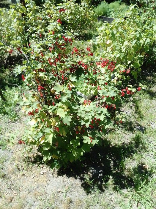 Червона порічка. Величезні кущі.