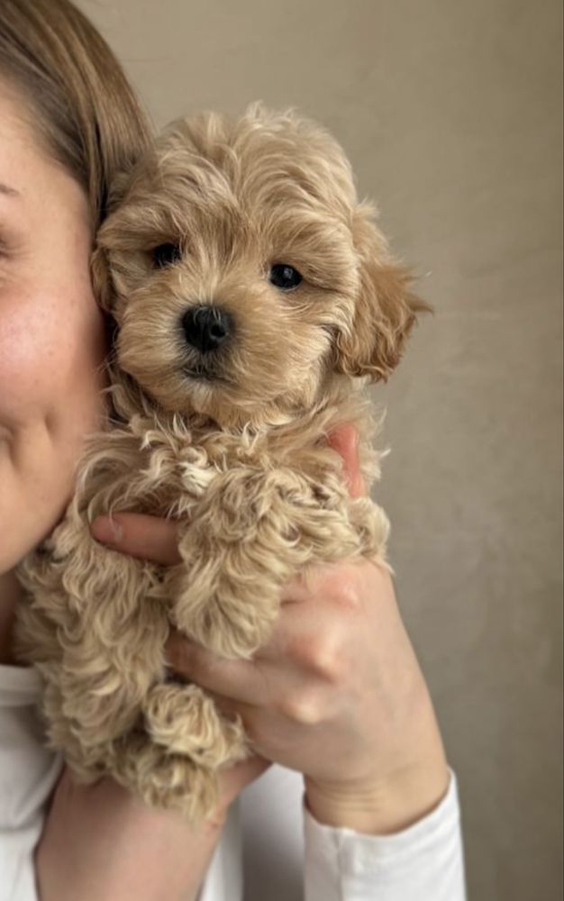 Caniche toy Fêmea