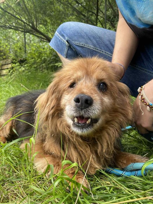 Dingo - starszy mały grzeczny piesek ze schroniska