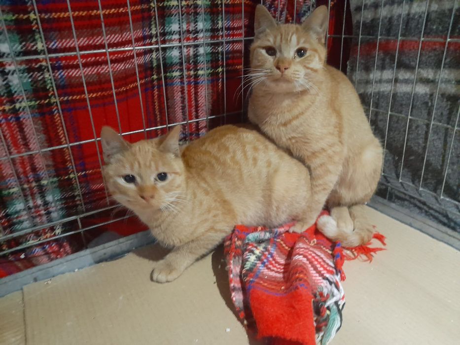 Gatinhas amarelas 5meses meigas