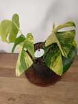 ROŚNIE Monstera marmorata Aurea MA2