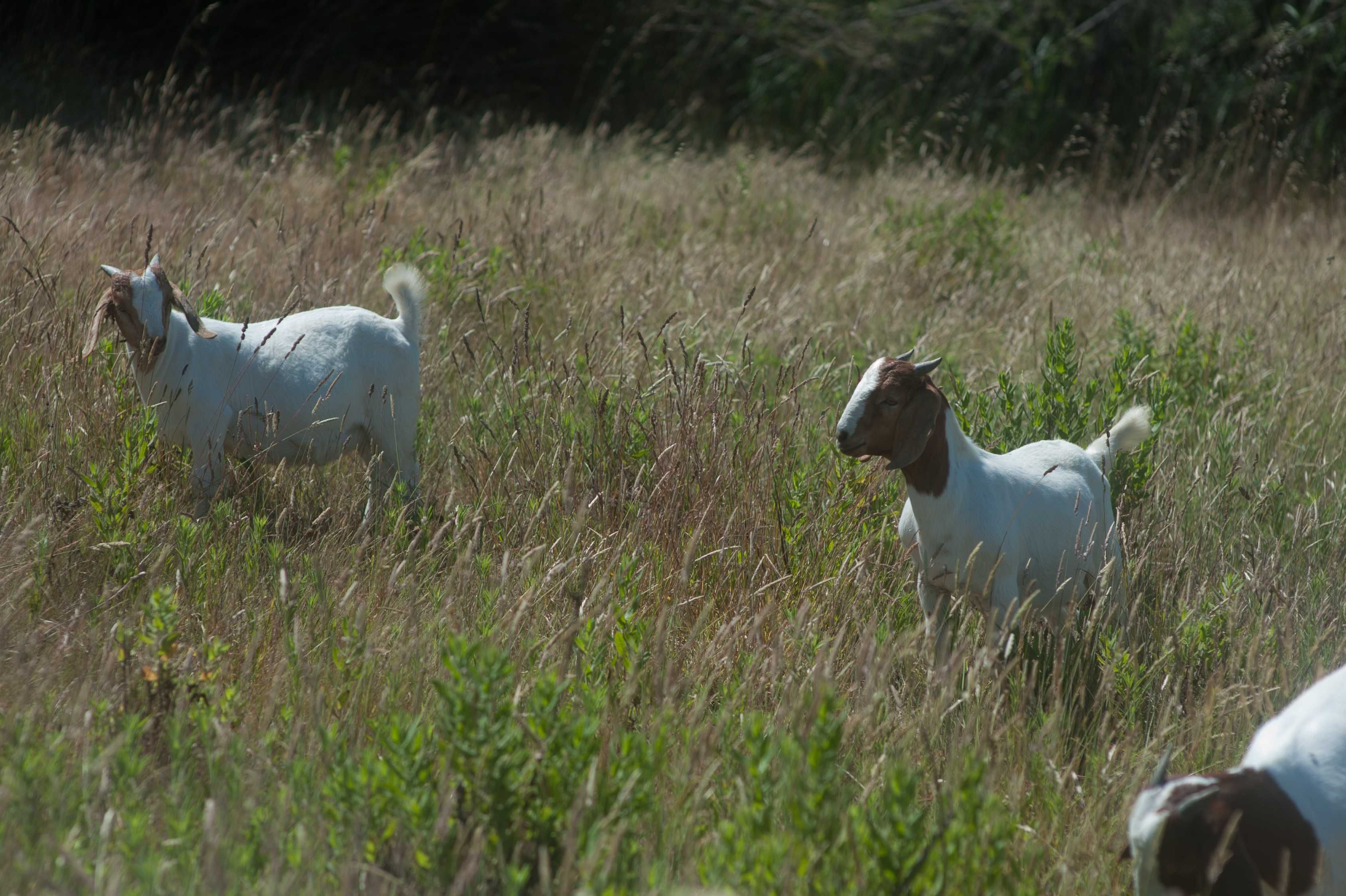 BOER. Machos para venda