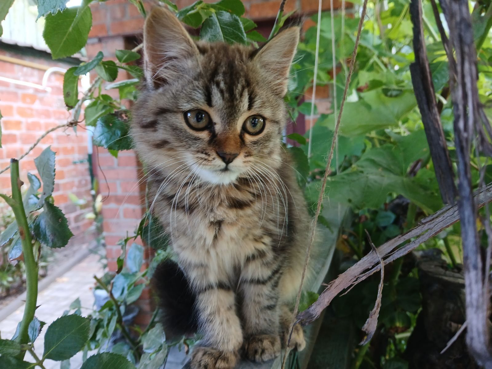 Тварини кошен дівчинка