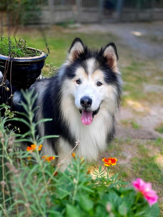 MAGNUM kudłaty pieszczczoch mix malamut adopcja
