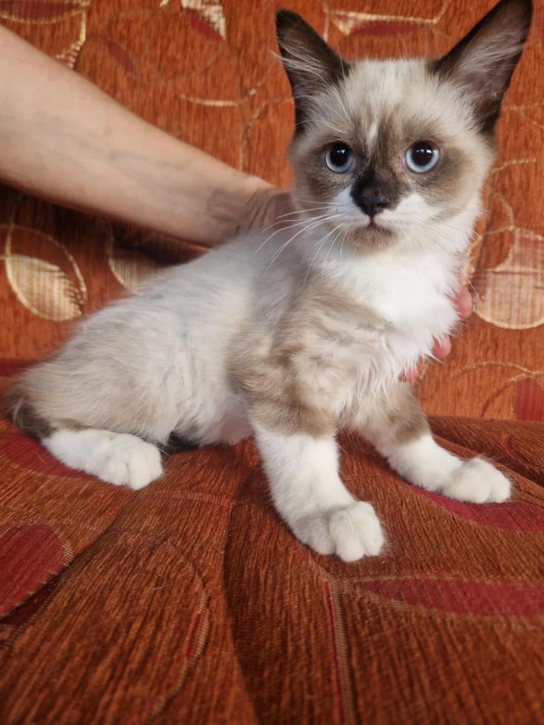 Ragdoll kocurek rag 4msc