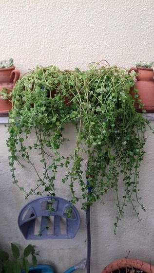Barba de Moisés/ Planta que trepa