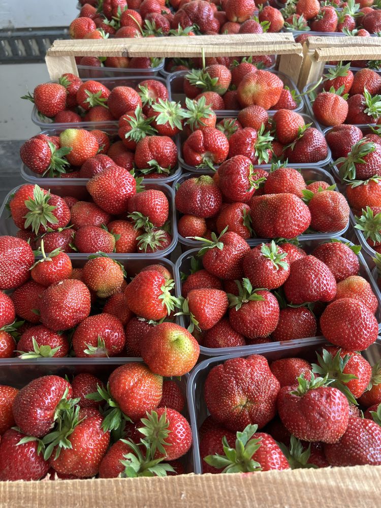 Продам полуницю, клубніку