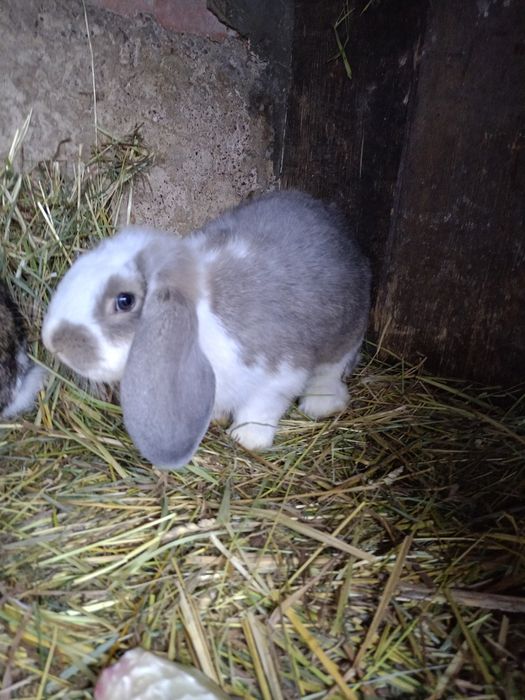 Sprzedam barany francuskie