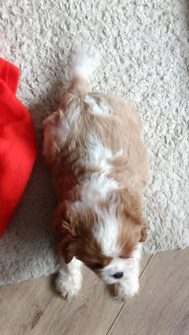 Cavalier King Charles spaniel pies