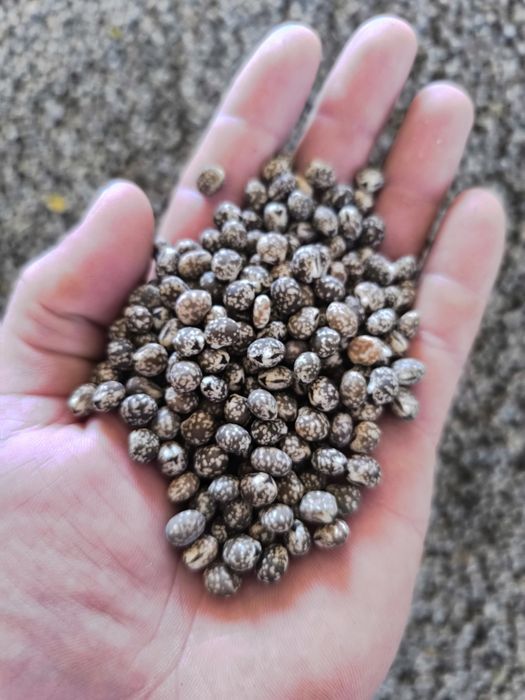 Łóbin niebieski wąskolistny gorzki