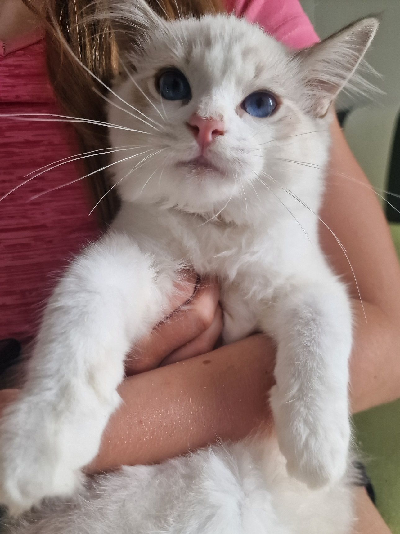 Kocurek Ragdoll blue bicolor lynx