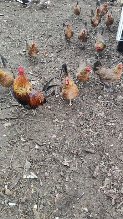 Zielononóżki młode z jajkiem