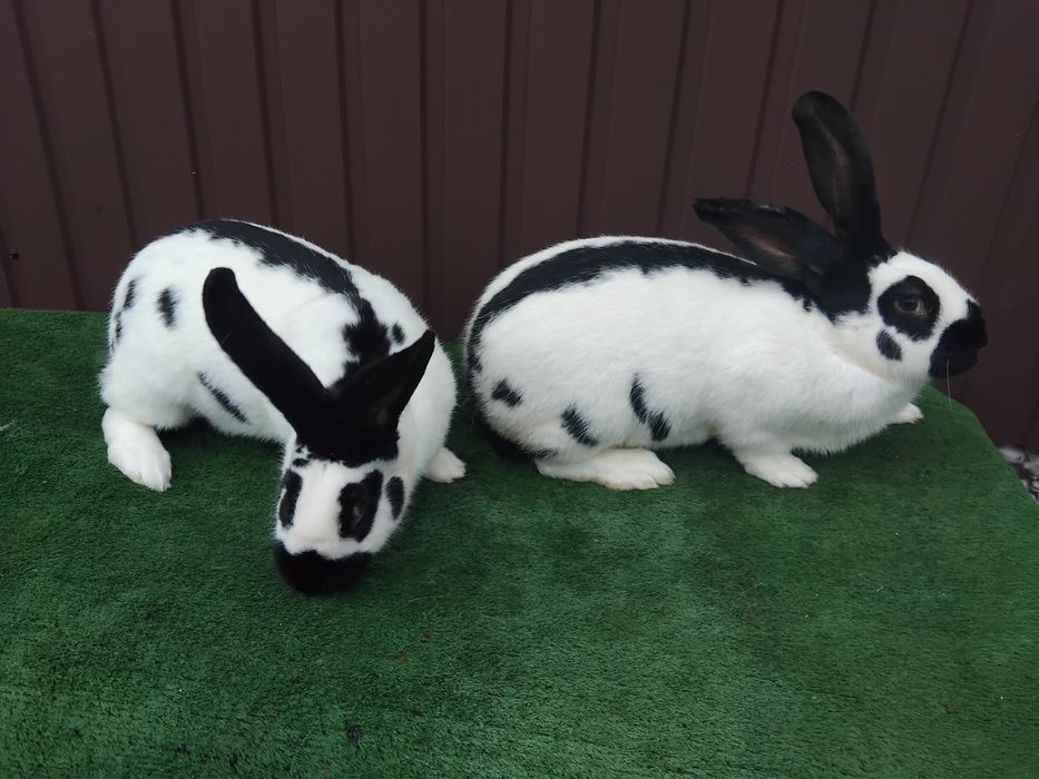Продам кроликів породы строкач