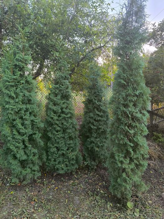 Продаю туї колоновидні 2-2,5м.