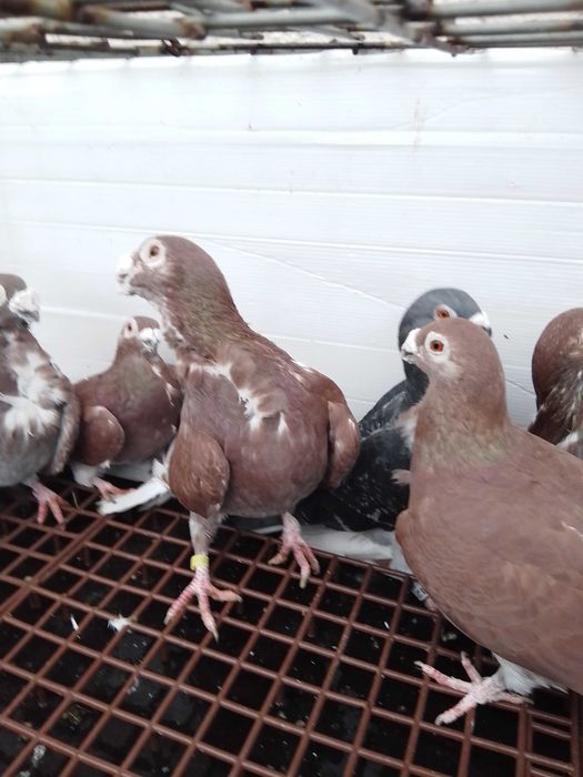 Gołębie ozdobne brodawczaki