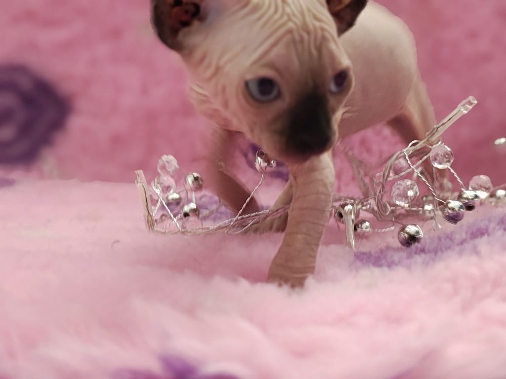 Kot sfinks sphinx