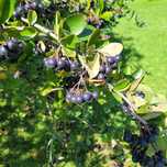 Aronia prosto z krzaka