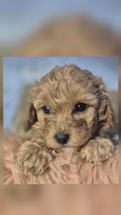 Pudel miniaturowy ZAREZERWOWANA