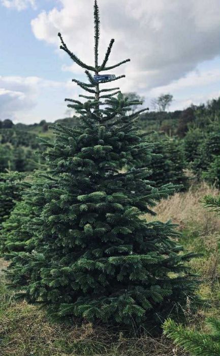 jodła kaukaska 2.00-2.50 świerki choinki