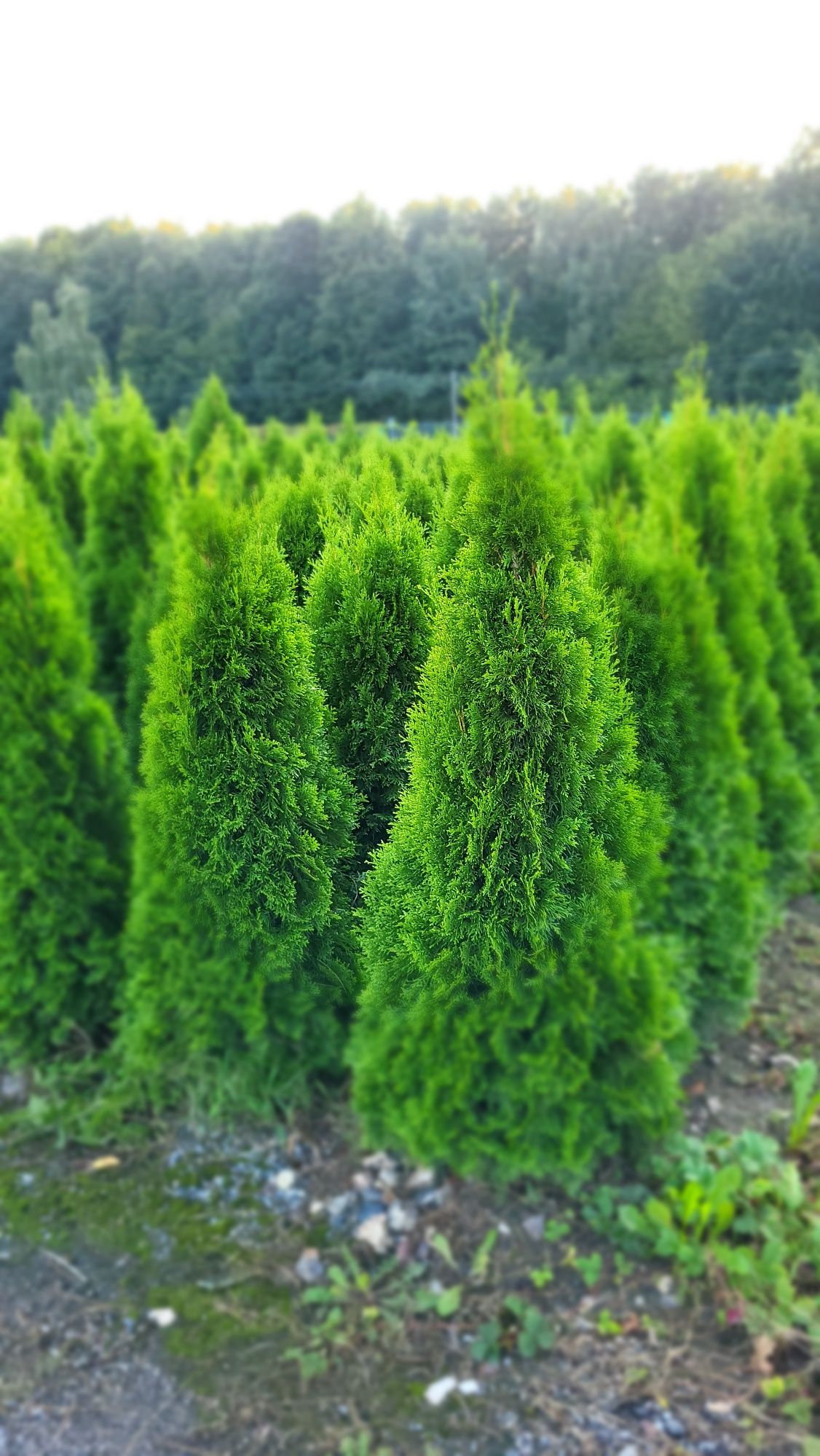 Thuja Szmaragd cięta, gęsta producent.Thuja Smaragd szmaragdowa