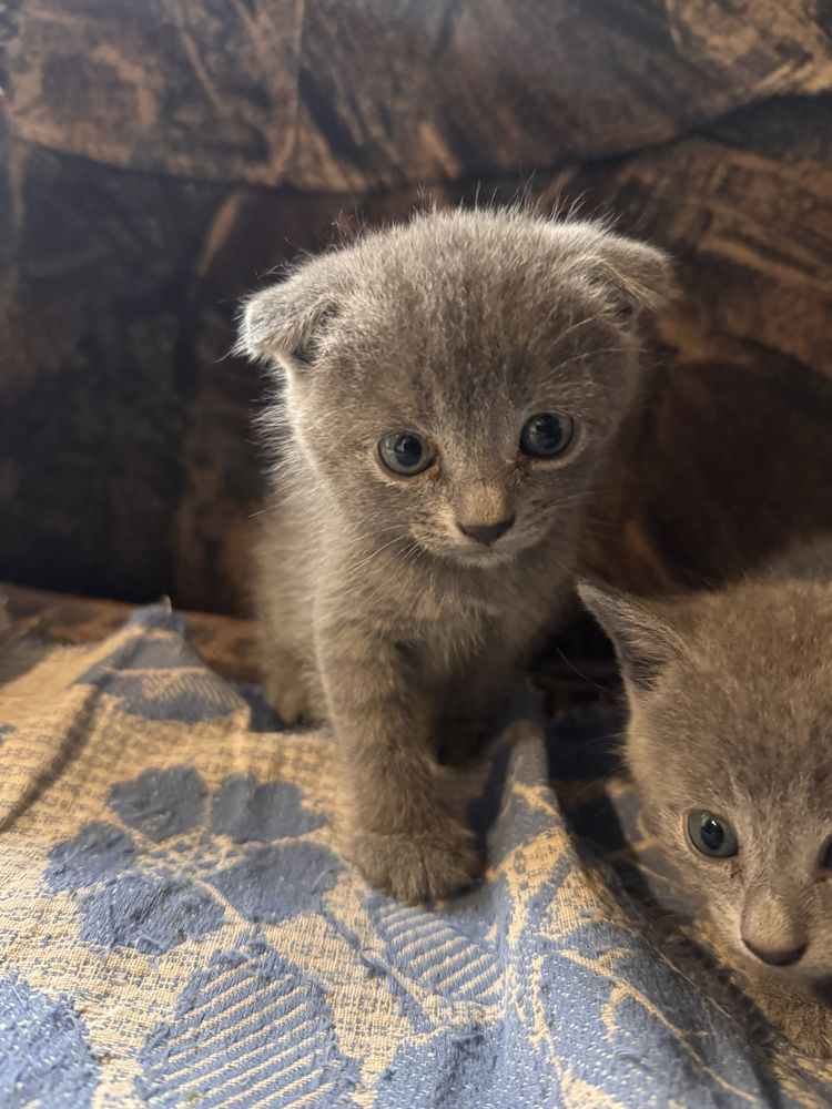 дуже красиве кошенятко