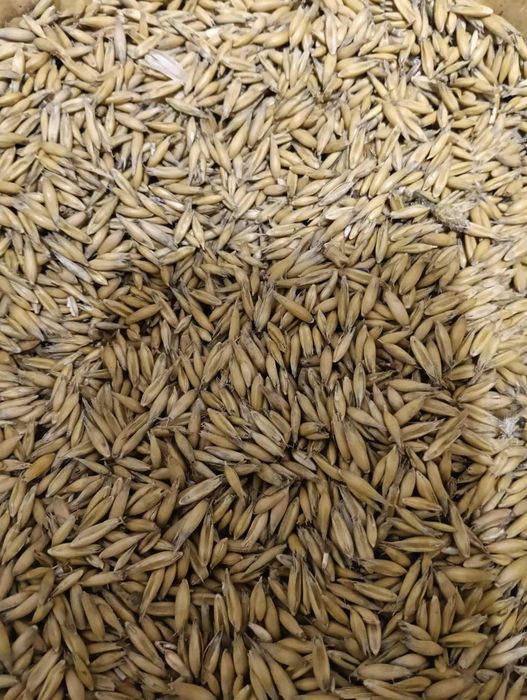 Sprzedam owies poker