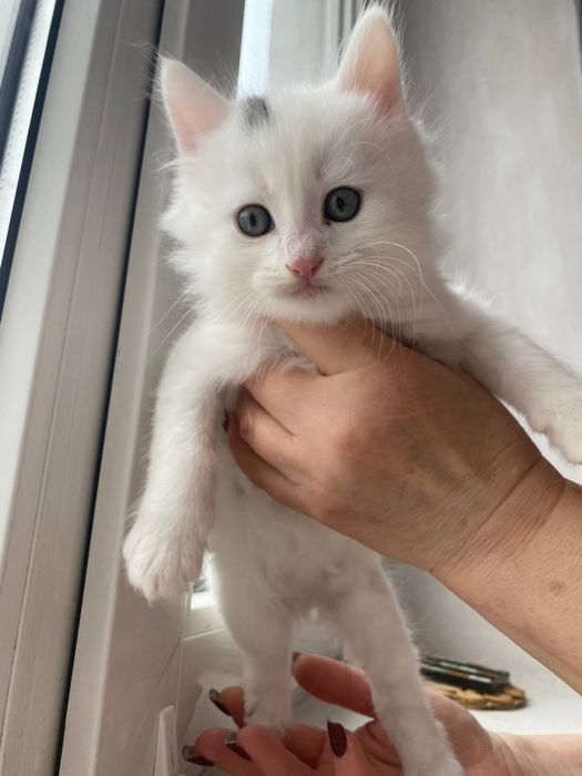 Котенята в добрі руки м.Ніжин