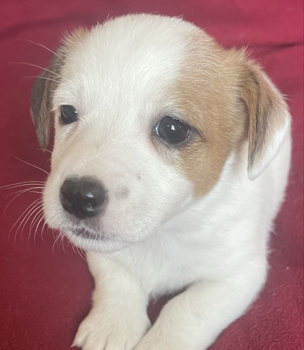 Цуценя Джек рассел терʼєр. Дівчинка