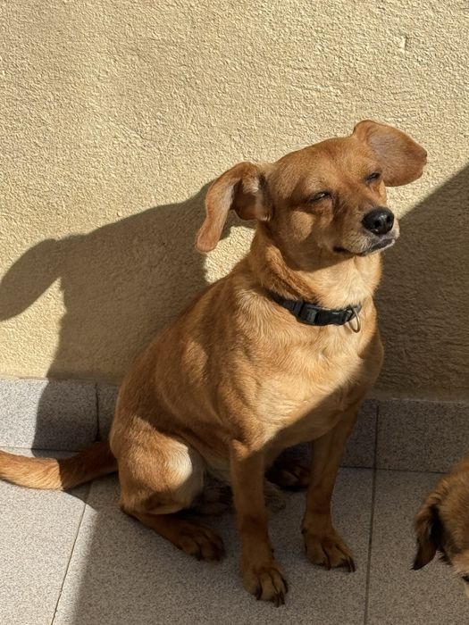 Cachorro meigo precisa de nova casa