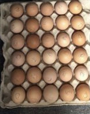 Инкубационные яйца Фокси чик
