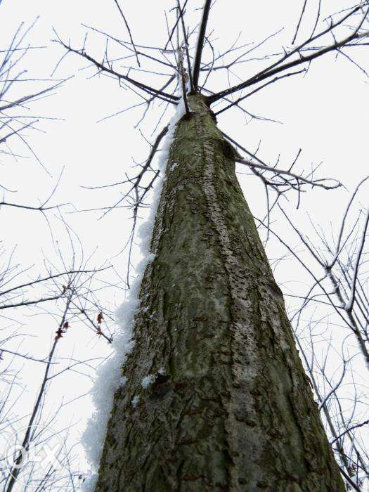 Dąb czerwony. Duże drzewo. Qercus rubra 5-7 m. Drzewa alejowe. Dęby.