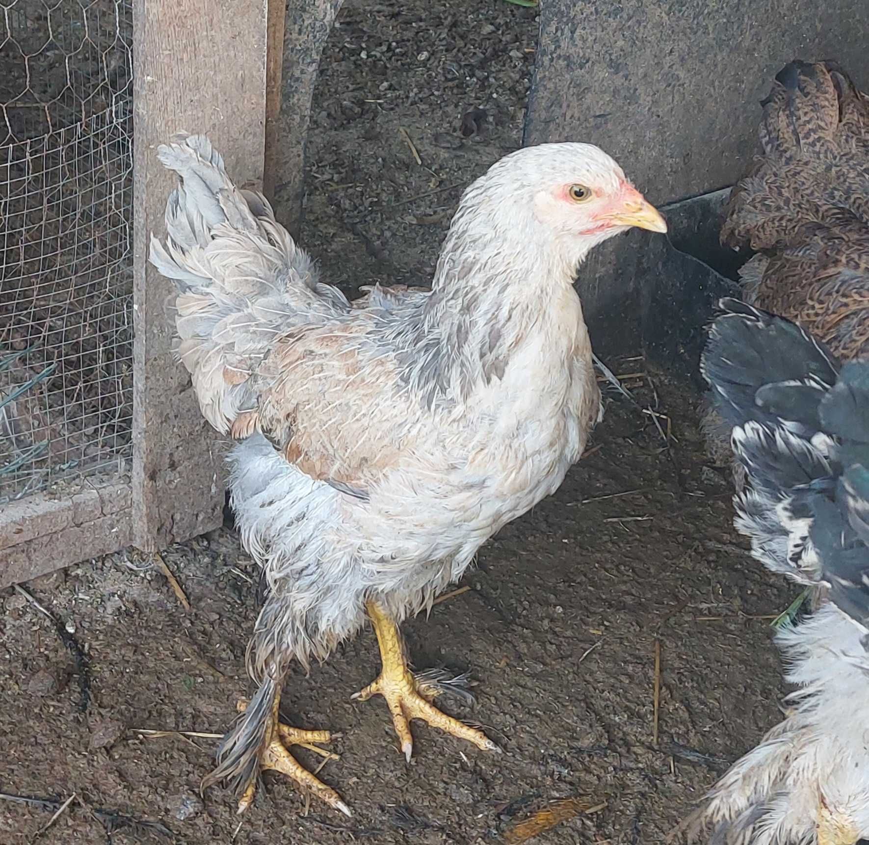 Galinhas de 6 meses a 2 anos