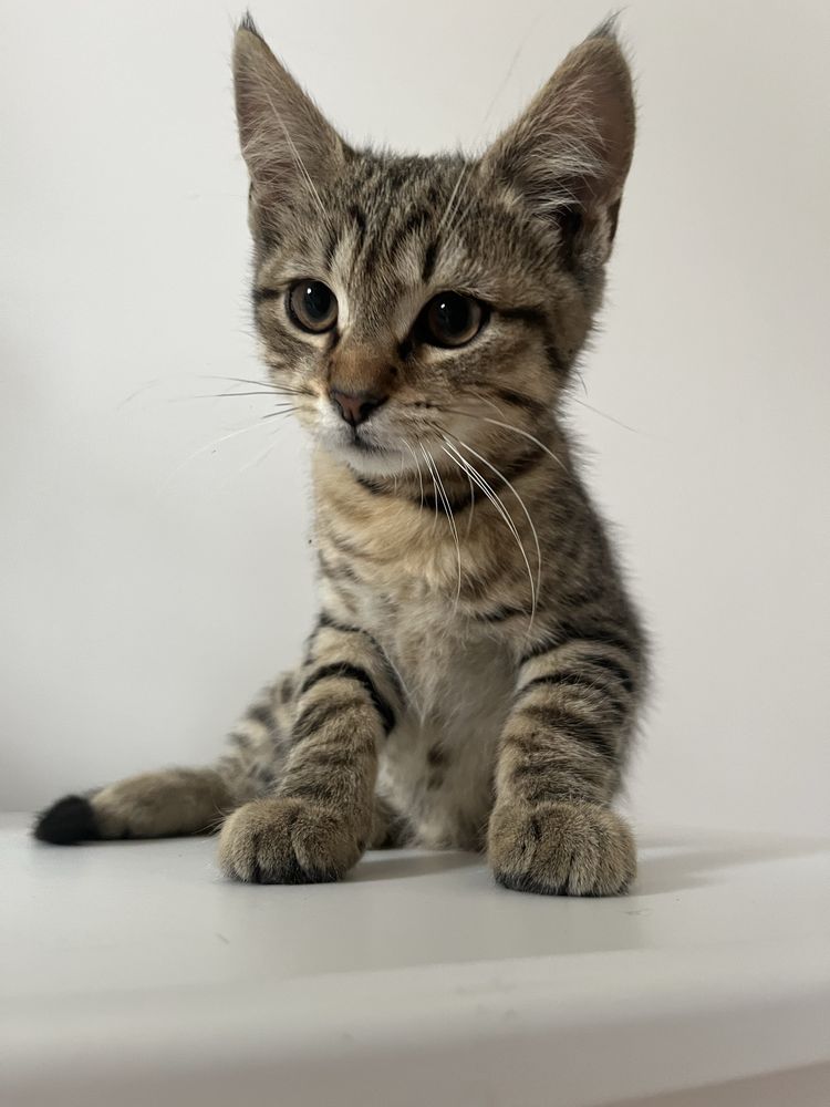 kotki do adopcji